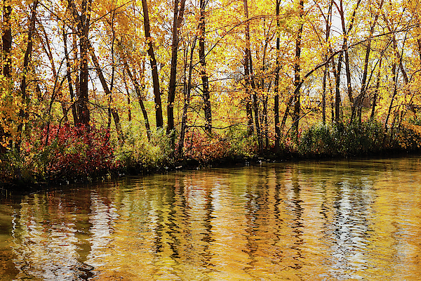 Golden afternoon by the river by Cristina Stefan Golden afternoon by the river by Cristina Stefan